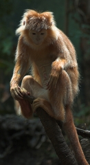 Contemplative Monkey 
